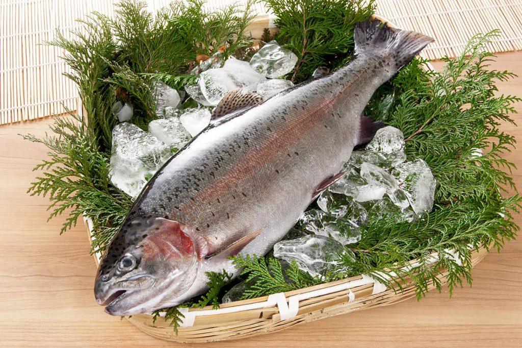 TK様　魚の撮影